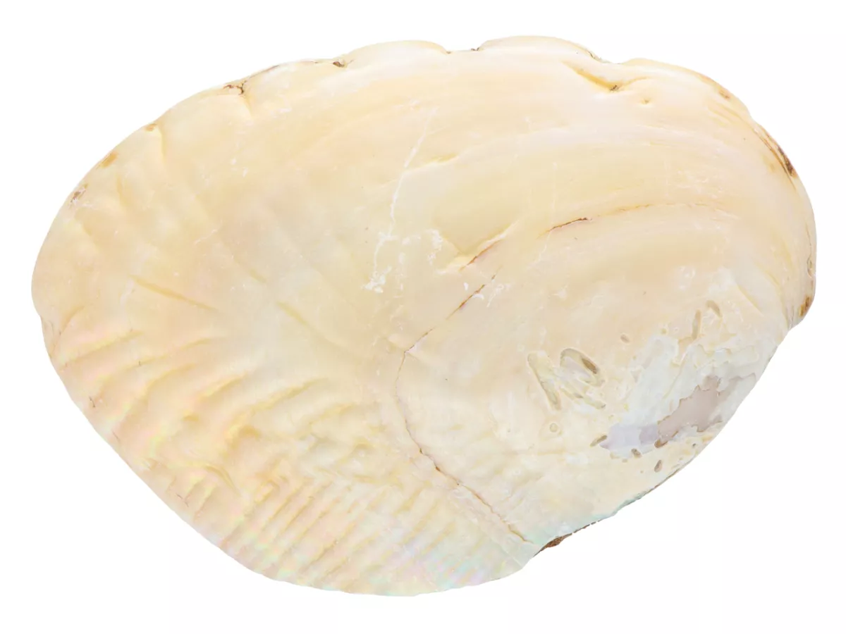 K1E28 MUSZLA - 1 SZTUKA